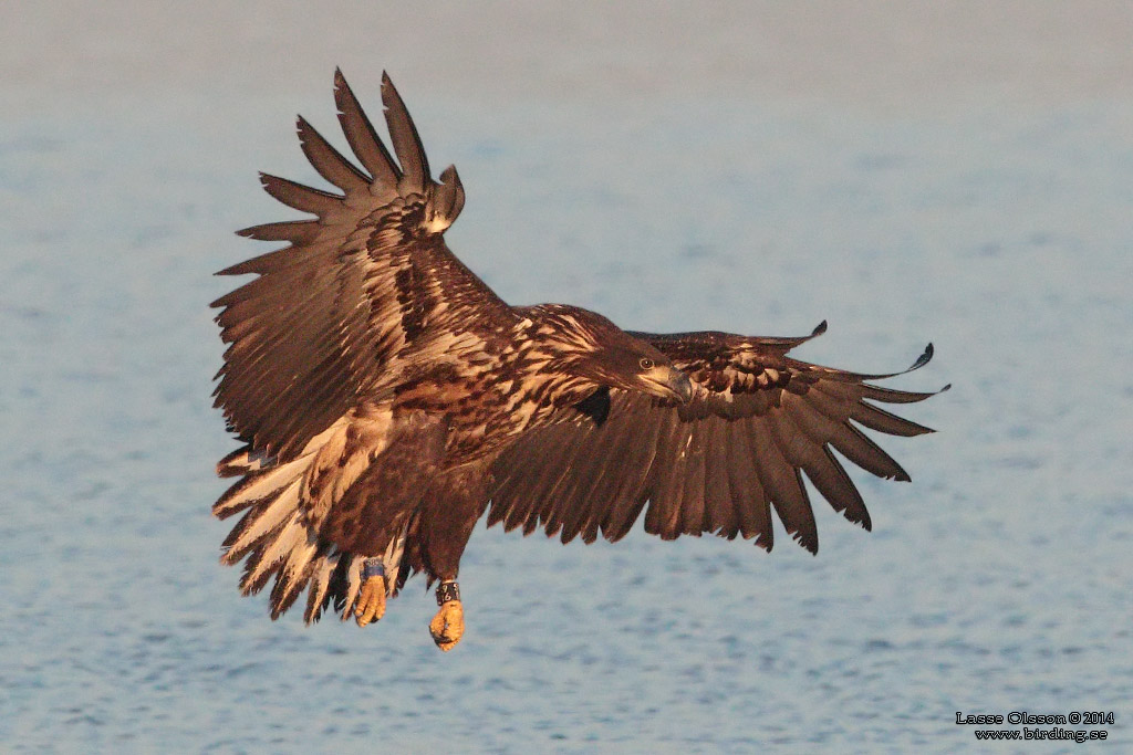 HAVSRN / WHITE-TAILED EAGLE (Haliaetus albicilla) - Stng / Close