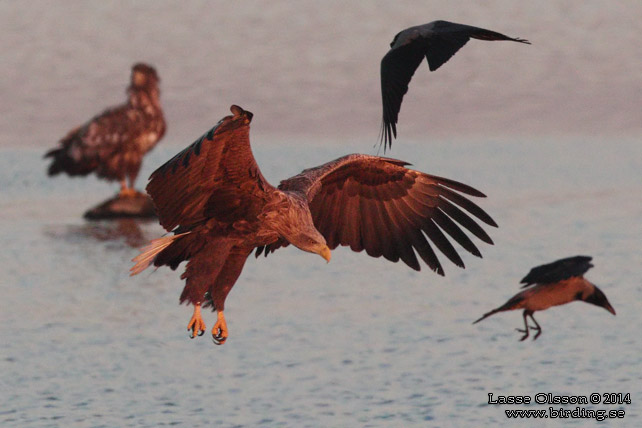 HAVSÖRN / WHITE-TAILED EAGLE (Haliaetus albicilla) - stor bild / full size