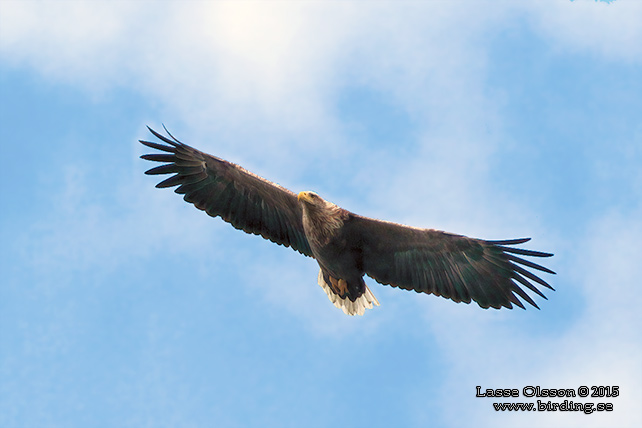 HAVSÖRN / WHITE-TAILED EAGLE (Haliaetus albicilla) - stor bild / full size