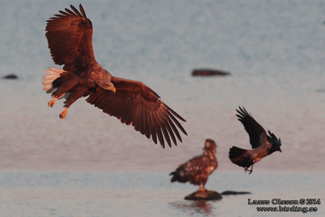 HAVSÖRN / WHITE-TAILED EAGLE (Haliaetus albicilla) - stor bild / full size