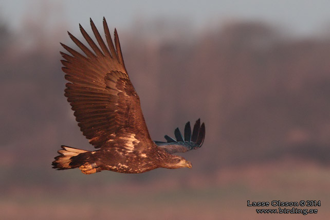 HAVSÖRN / WHITE-TAILED EAGLE (Haliaetus albicilla) - stor bild / full size