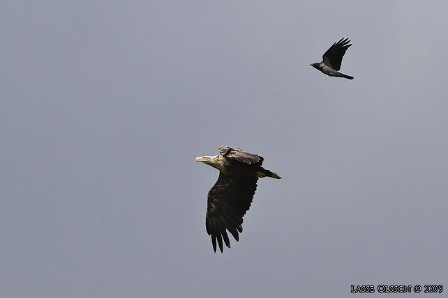 HAVSRN / WHITE-TAILED EAGLE (Haliaetus albicilla) - stor bild / full size