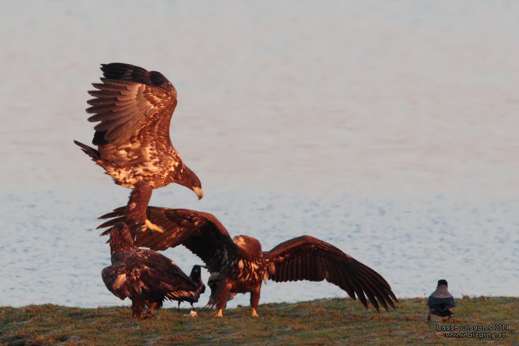 HAVSRN / WHITE-TAILED EAGLE (Haliaetus albicilla) - Stng / Close