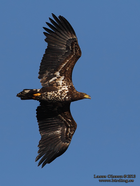 HAVSÖRN / WHITE-TAILED EAGLE (Haliaetus albicilla) - stor bild / full size