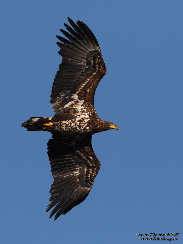 HAVSRN / WHITE-TAILED EAGLE (Haliaetus albicilla) - Stng / Close