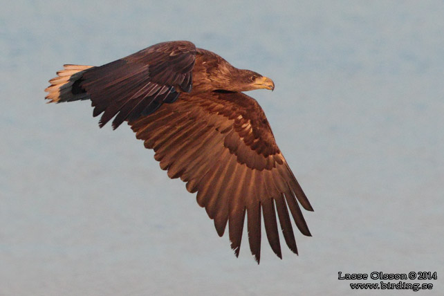 HAVSÖRN / WHITE-TAILED EAGLE (Haliaetus albicilla) - stor bild / full size