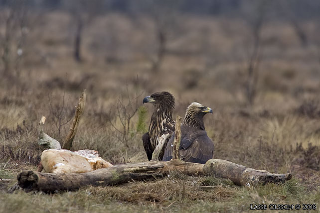 KUNGSRN / GOLDEN EAGLE (Aquila chrysaetos) o HAVSRN / WHITE-TAILED EAGLE (Haliaetus albicilla) in fight - stor bild / full size