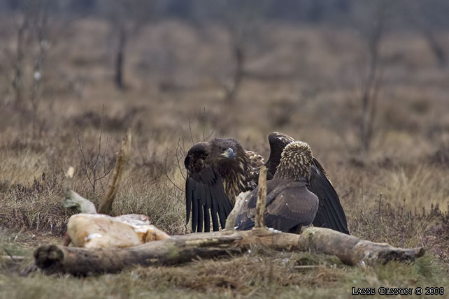 KUNGSRN / GOLDEN EAGLE (Aquila chrysaetos) o HAVSR / WHITE-TAILED EAGLE (Haliaetus albicilla) in fight