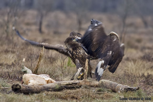 KUNGSRN / GOLDEN EAGLE (Aquila chrysaetos) o HAVSRN / WHITE-TAILED EAGLE (Haliaetus albicilla) in fight - stor bild / full size