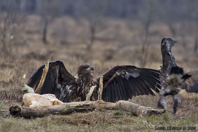 KUNGSRN / GOLDEN EAGLE (Aquila chrysaetos) o HAVSRN / WHITE-TAILED EAGLE (Haliaetus albicilla) in fight - stor bild / full size