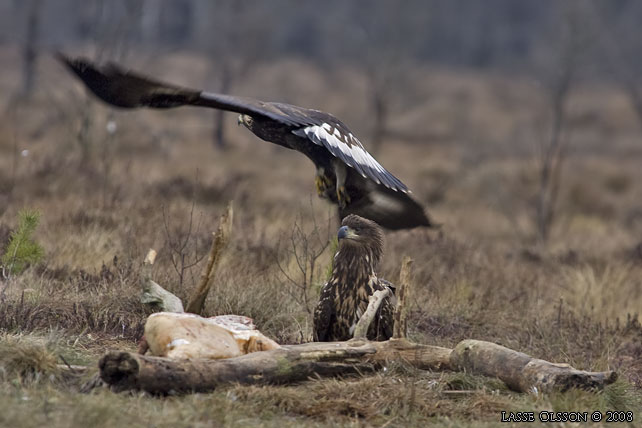 KUNGSRN / GOLDEN EAGLE (Aquila chrysaetos) o HAVSRN / WHITE-TAILED EAGLE (Haliaetus albicilla) in fight - stor bild / full size