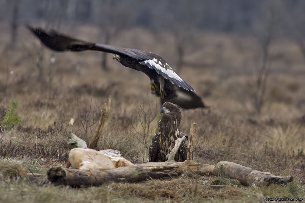 KUNGSRN / GOLDEN EAGLE (Aquila chrysaetos) o HAVSRN / WHITE-TAILED EAGLE (Haliaetus albicilla) in fight - Stng / Close