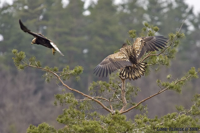 KUNGSRN / GOLDEN EAGLE (Aquila chrysaetos) o HAVSRN / WHITE-TAILED EAGLE (Haliaetus albicilla) in fight - stor bild / full size