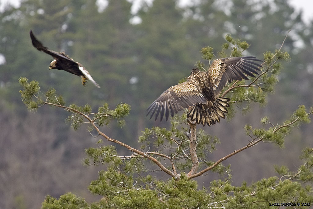 KUNGSRN / GOLDEN EAGLE (Aquila chrysaetos) o HAVSRN / WHITE-TAILED EAGLE (Haliaetus albicilla) in fight - Stng / Close