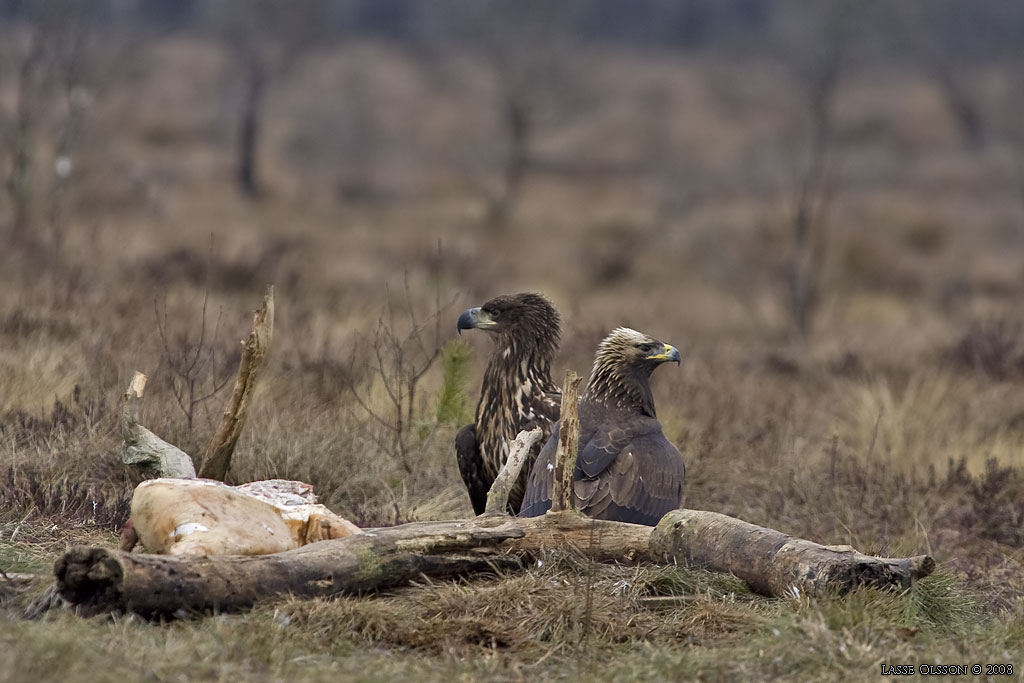 KUNGSRN / GOLDEN EAGLE (Aquila chrysaetos) o HAVSRN / WHITE-TAILED EAGLE (Haliaetus albicilla) in fight - Stng / Close