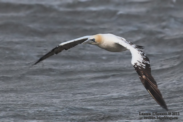 HAVSSULA / GANNET (Morus bassana) - STOR BILD / FULL SIZE