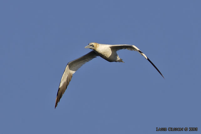 HAVSSULA / GANNET (Morus bassana) - stor bild / full size