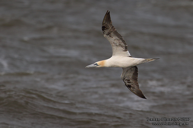 HAVSSULA / GANNET (Morus bassana) - STOR BILD / FULL SIZE