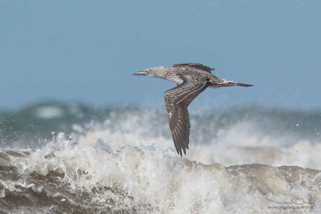 HAVSSULA / GANNET (Morus bassana) - Stng / Close