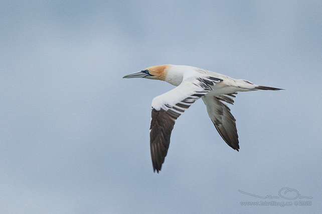 HAVSSULA / GANNET (Morus bassana) - STOR BILD / FULL SIZE