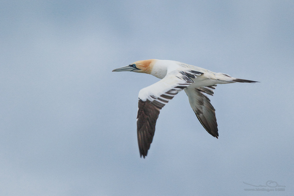 HAVSSULA / GANNET (Morus bassana) - Stng / Close