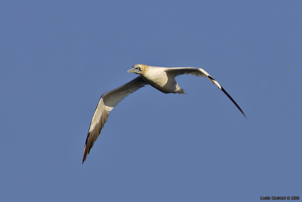 HAVSSULA / GANNET (Morus bassana) - Stng / Close