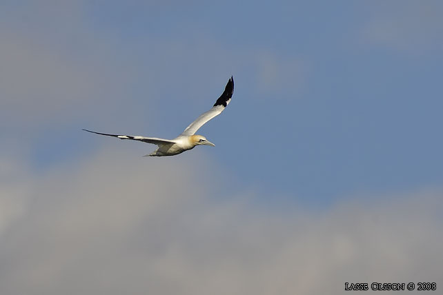 HAVSSULA / GANNET (Morus bassana) - stor bild / full size