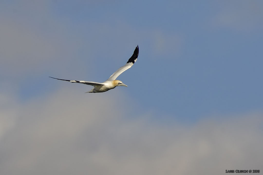 HAVSSULA / GANNET (Morus bassana) - Stng / Close