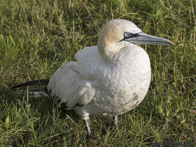 HAVSSULA / GANNET (Morus bassana) - stor bild / full size