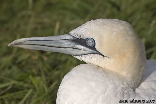 HAVSSULA / GANNET (Morus bassana) - stor bild / full size