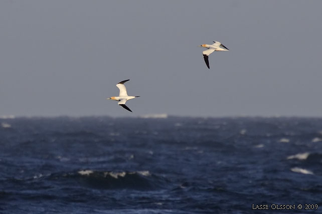 HAVSSULA / GANNET (Morus bassana) - stor bild / full size