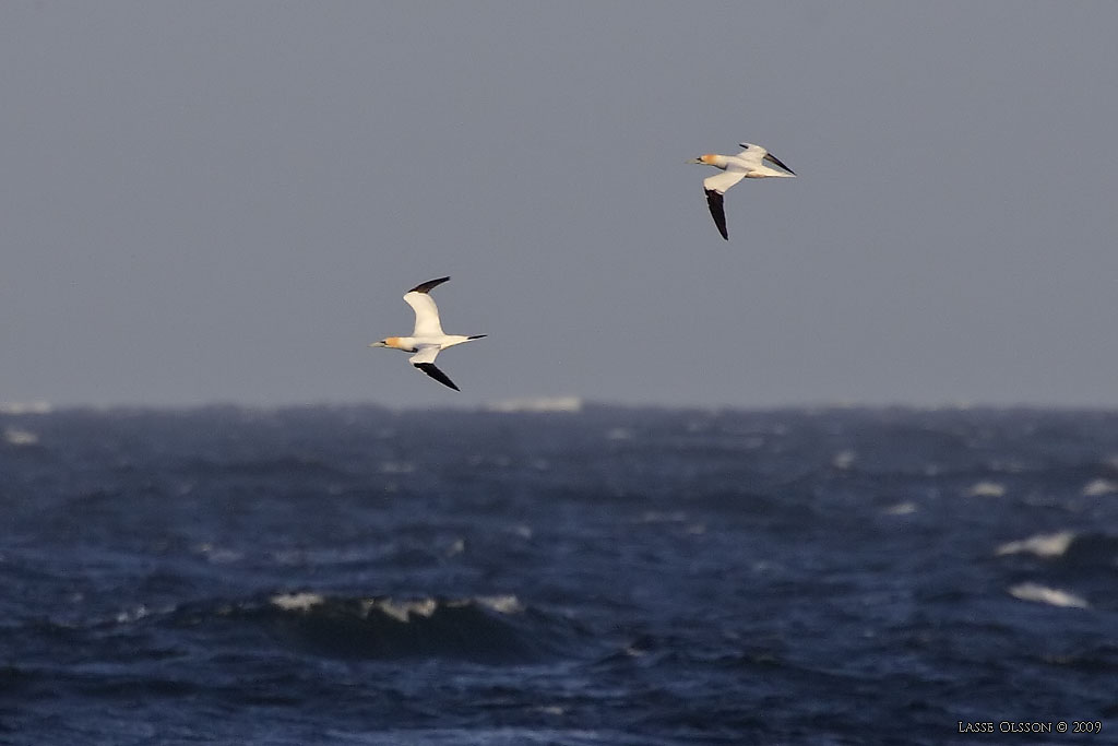 HAVSSULA / GANNET (Morus bassana) - Stng / Close