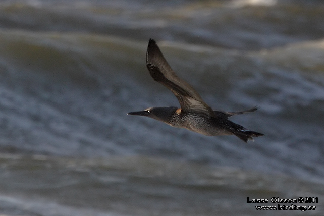 HAVSSULA / GANNET (Morus bassana) - 1K/1y