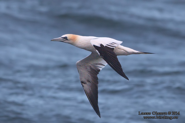 HAVSSULA / GANNET (Morus bassana) - STOR BILD / FULL SIZE