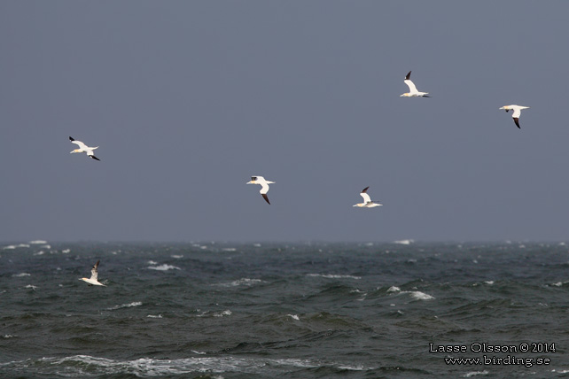 HAVSSULA / GANNET (Morus bassana) - STOR BILD / FULL SIZE