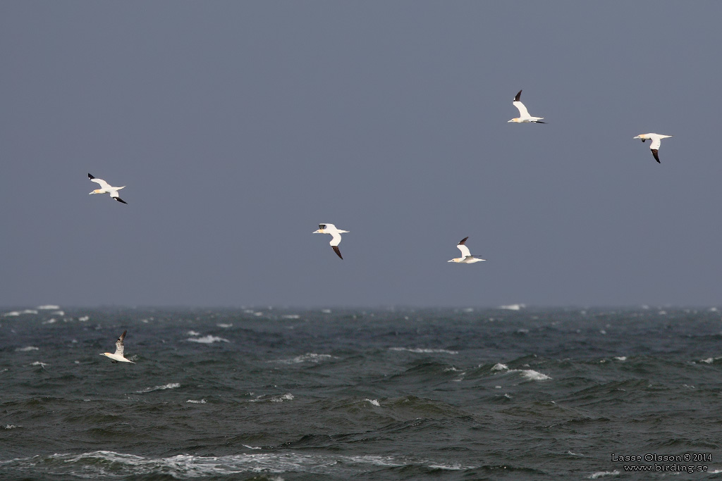 HAVSSULA / GANNET (Morus bassana) - Stng / Close