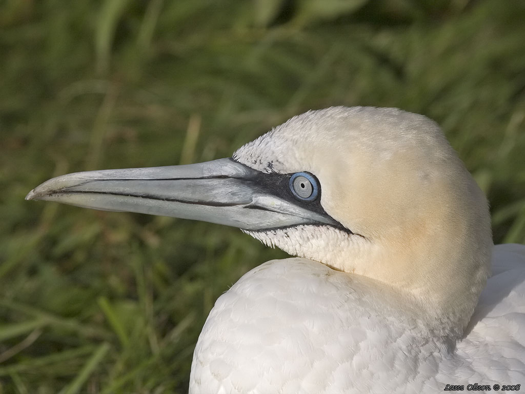 HAVSSULA / GANNET (Morus bassana) - Stng / Close