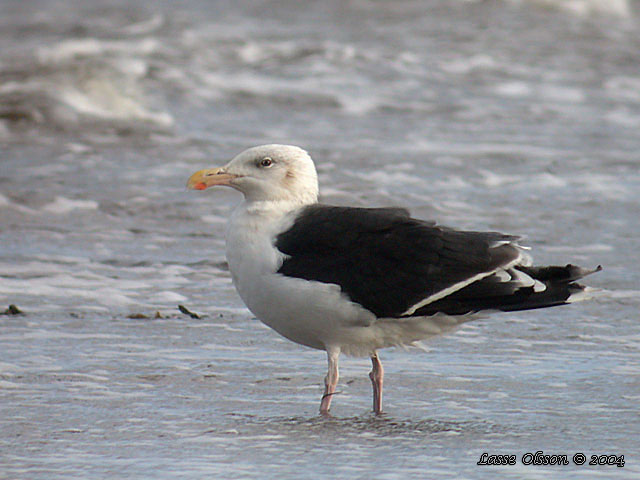 HAVSTRUT / GREATER BLACK-BACKED GULL (Larus marinus)