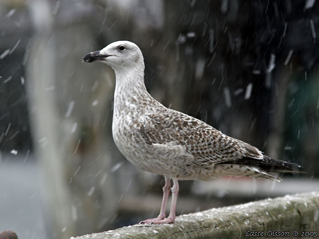 HAVSTRUT / GREAT BLACK-BACKED GULL (Larus marinus) - 2y