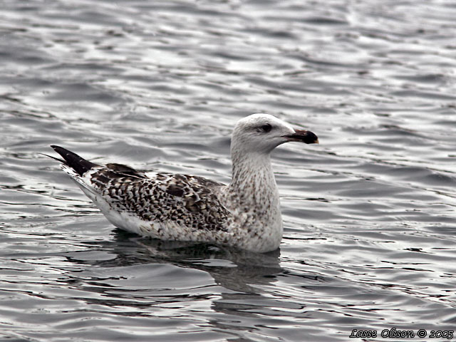 HAVSTRUT / GREATER BLACK-BACKED GULL (Larus marinus) - 2y