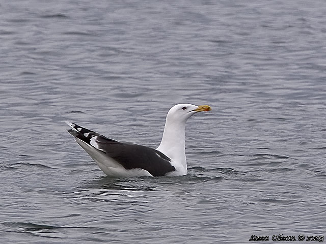 HAVSTRUT / GREAT BLACK-BACKED GULL (Larus marinus)