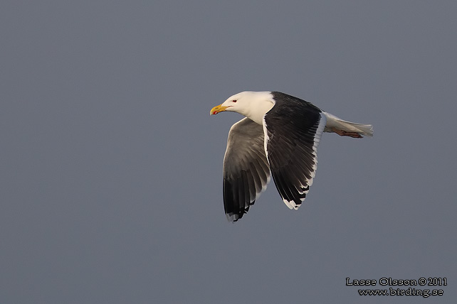 HAVSTRUT / GREAT BLACK-BACKED GULL (Larus marinus) - stor bild / full size