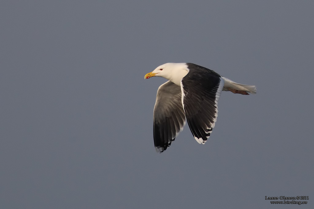 HAVSTRUT / GREAT BLACK-BACKED GULL (Larus marinus) - Stng / Close