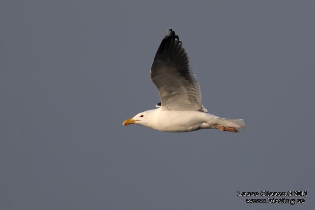 HAVSTRUT / GREAT BLACK-BACKED GULL (Larus marinus) - stor bild / full size