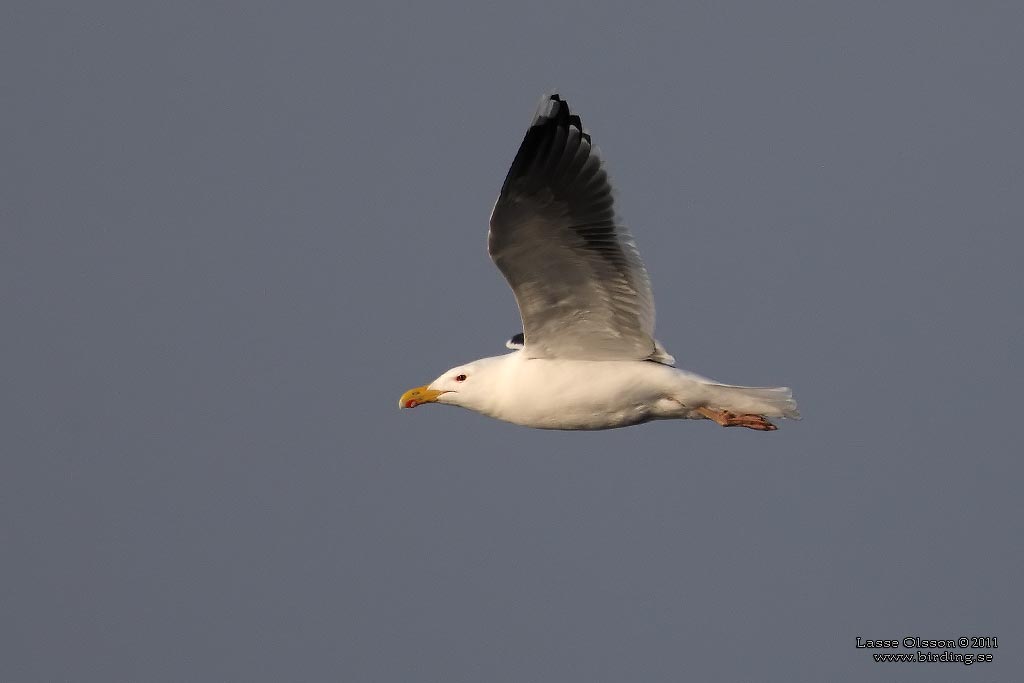 HAVSTRUT / GREAT BLACK-BACKED GULL (Larus marinus) - Stng / Close