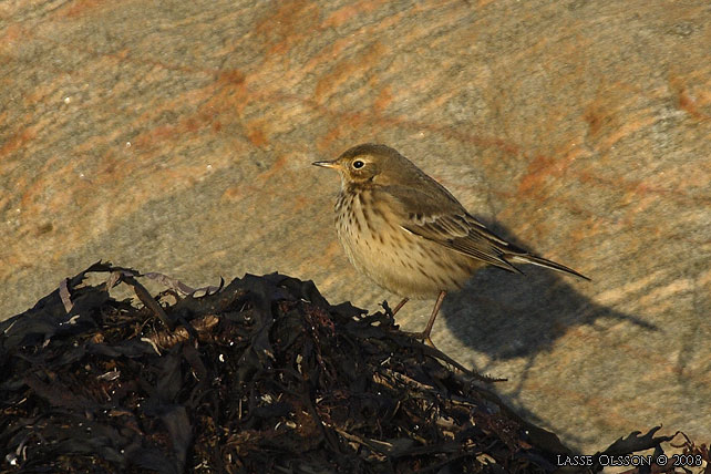 HEDPIPLRKA / BUFF-BELLIED PIPIT (Anthus rubescens) - stor bild / full size