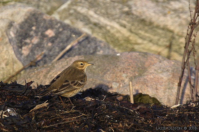 HEDPIPLRKA / BUFF-BELLIED PIPIT (Anthus rubescens) - stor bild / full size