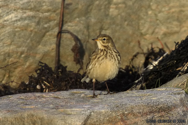 HEDPIPLRKA / BUFF-BELLIED PIPIT (Anthus rubescens) - stor bild / full size