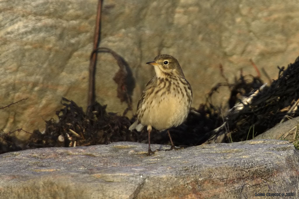 HEDPIPLRKA / BUFF-BELLIED PIPIT (Anthus rubescens) - Stng / Close