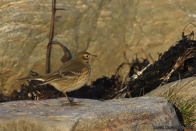 HEDPIPLRKA / BUFF-BELLIED PIPIT (Anthus rubescens) - stor bild / full size